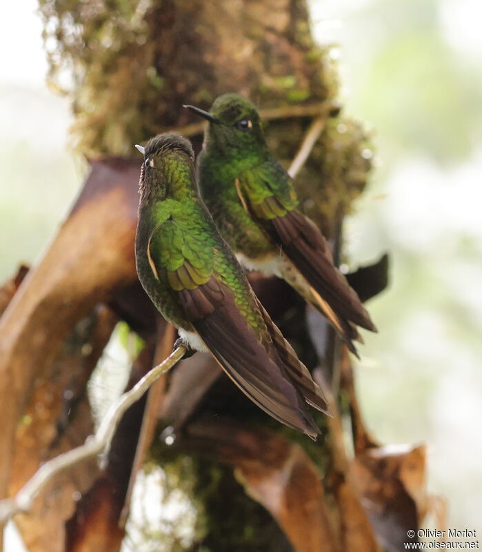 Colibri flavescent