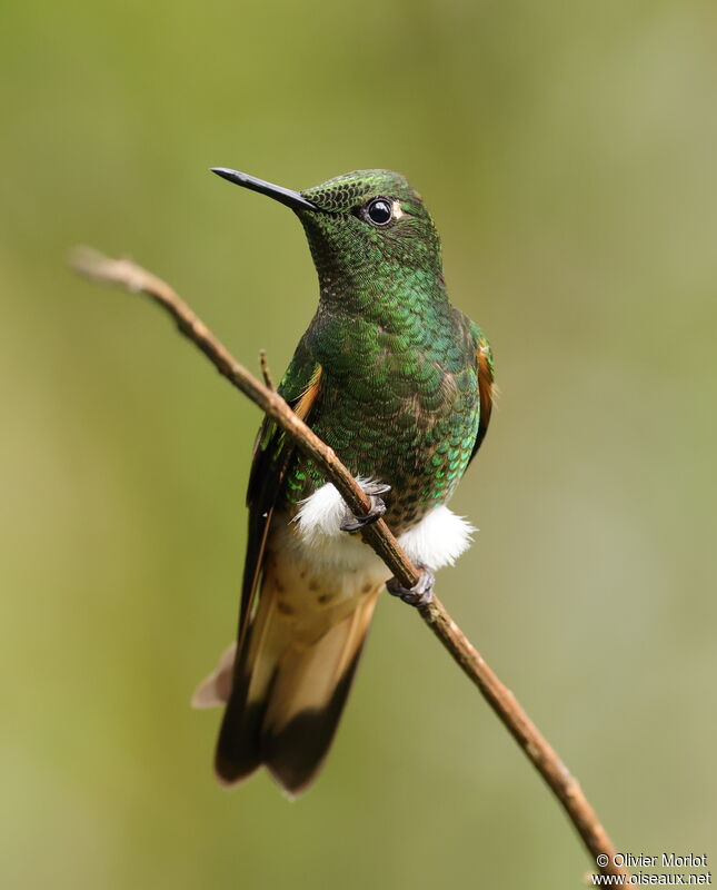 Buff-tailed Coronet