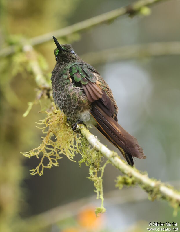 Buff-tailed Coronet