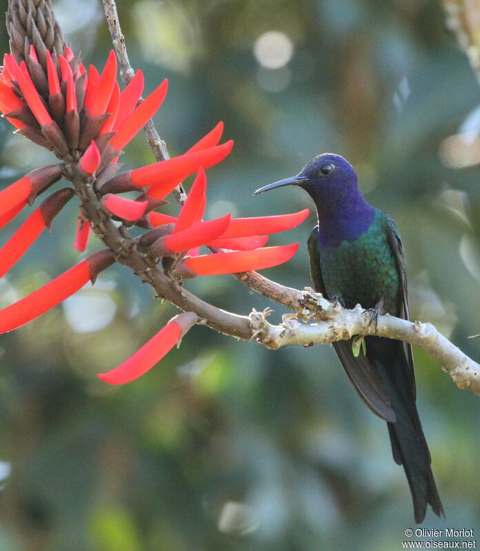 Swallow-tailed Hummingbird