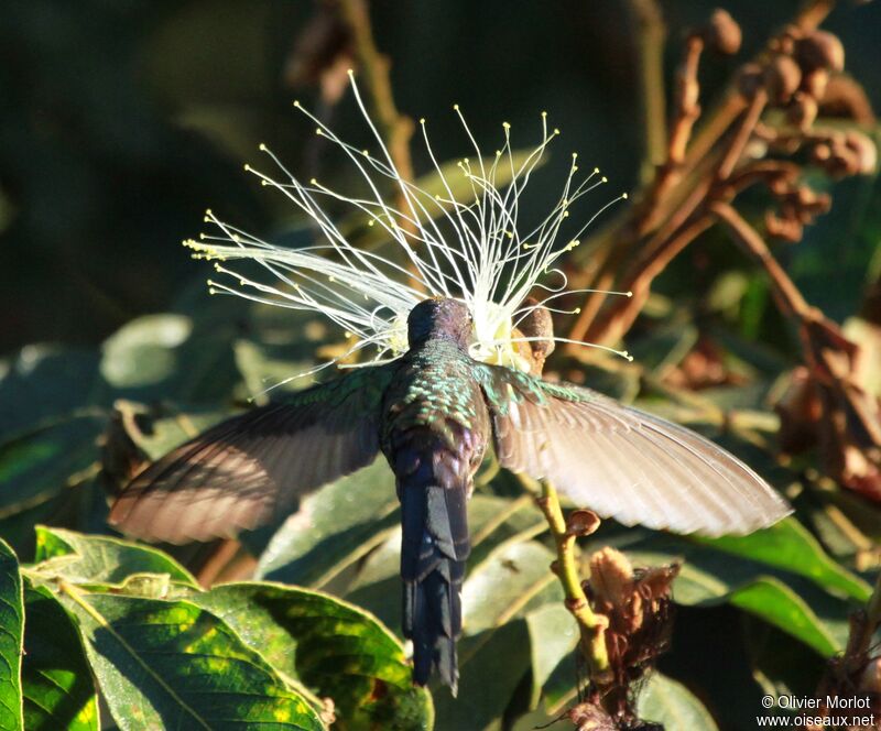 Colibri hirondelle