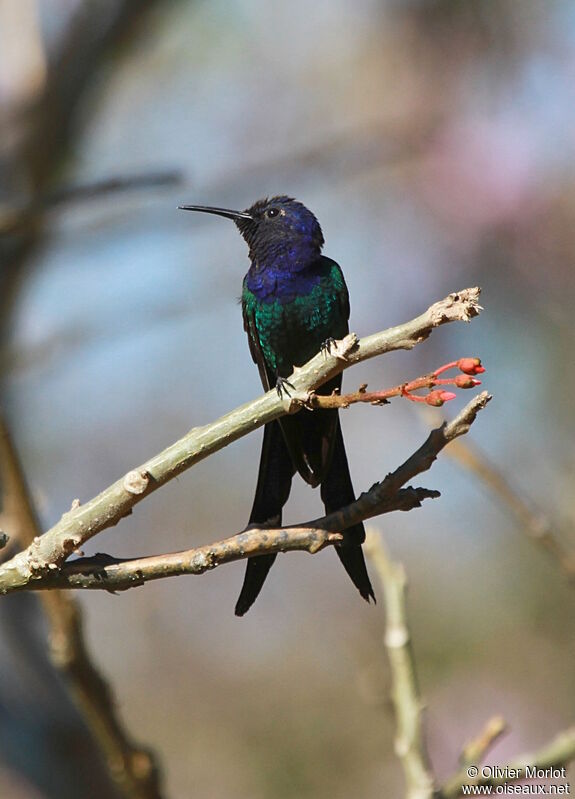 Swallow-tailed Hummingbird