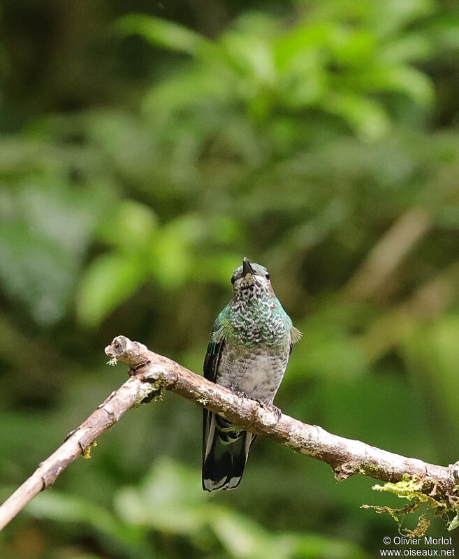 White-necked Jacobin female