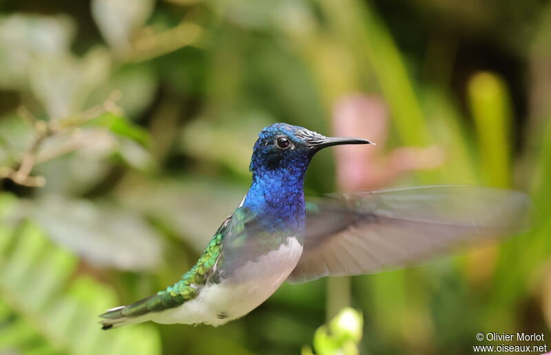 White-necked Jacobin male