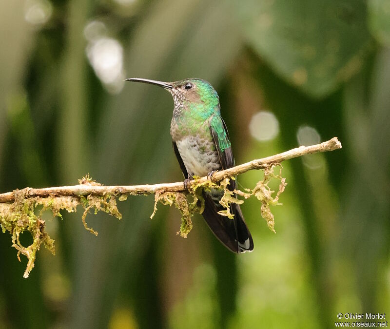 White-necked Jacobin female