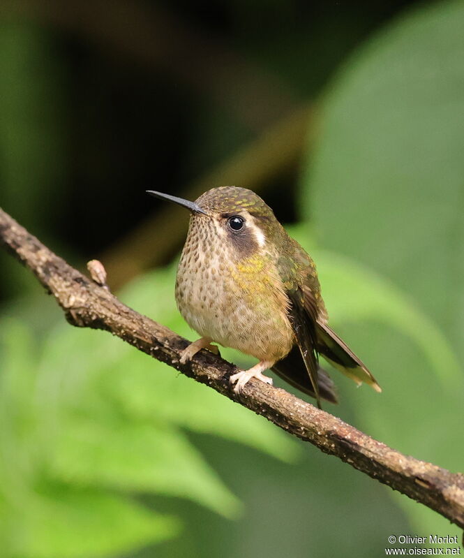 Colibri moucheté