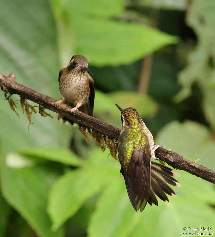 Colibri moucheté