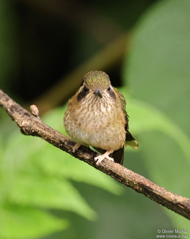 Speckled Hummingbird