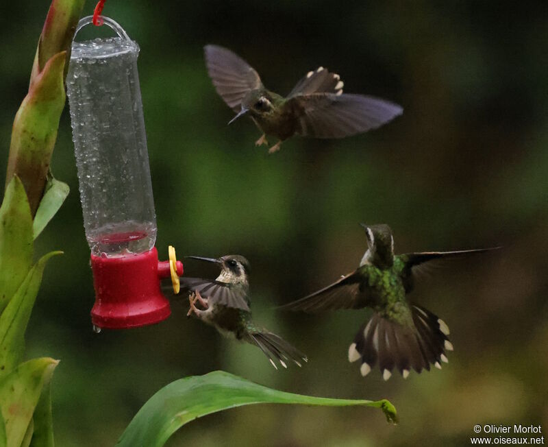 Colibri moucheté