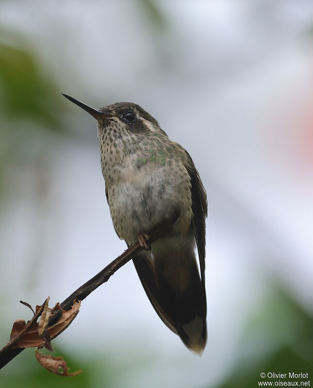 Colibri moucheté