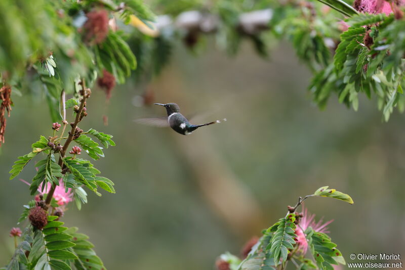 Colibri zémès