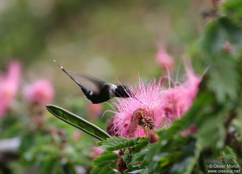 Colibri zémès