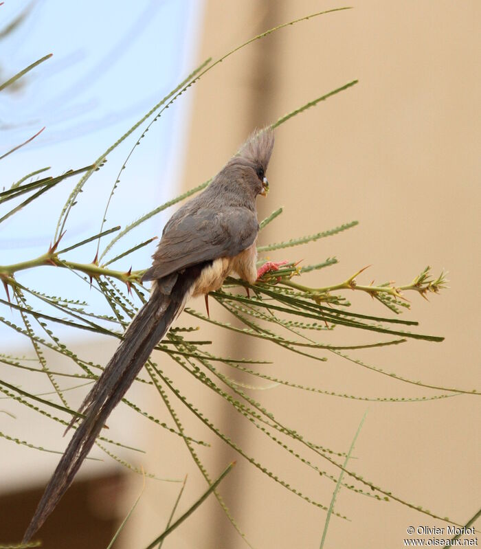 White-backed Mousebird