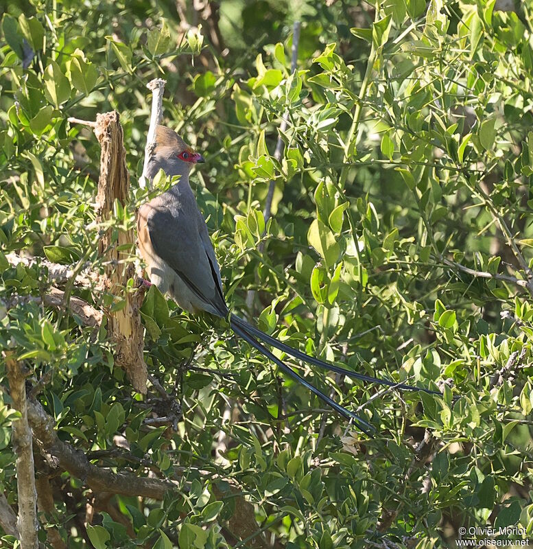 Red-faced Mousebird