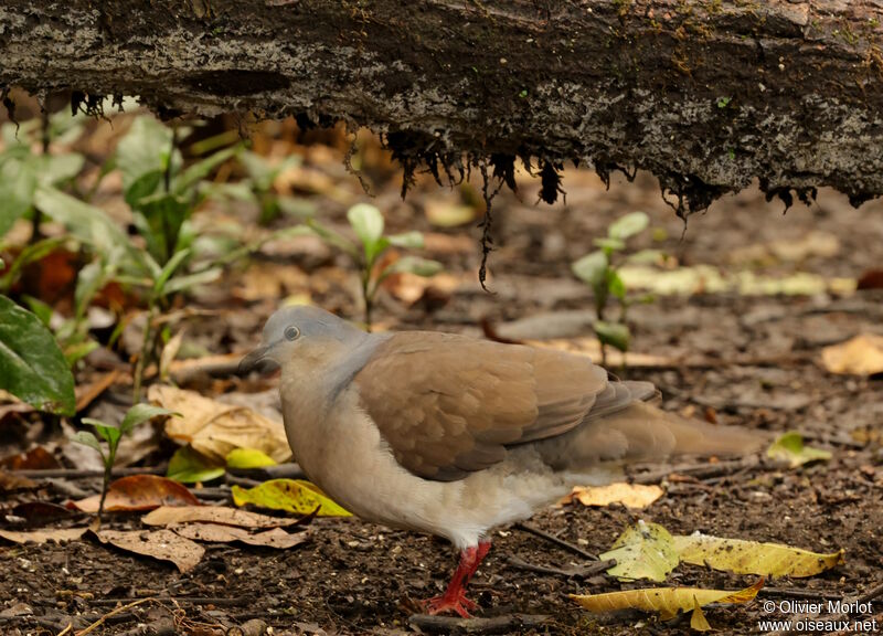 White-tipped Dove