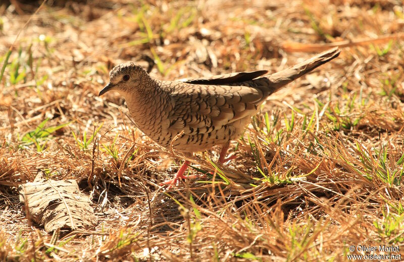 Scaled Dove