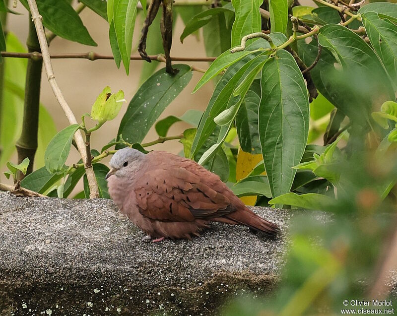 Ruddy Ground Dove