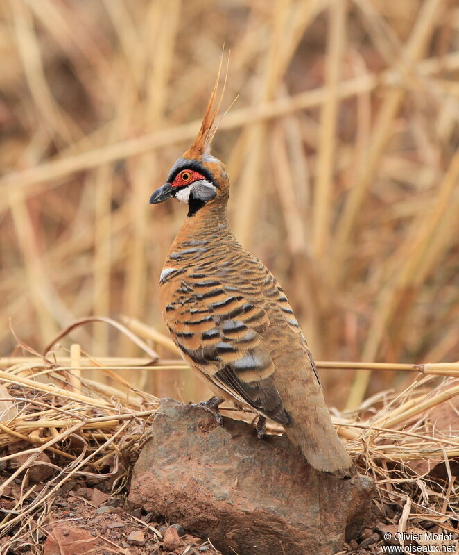 Colombine plumifère