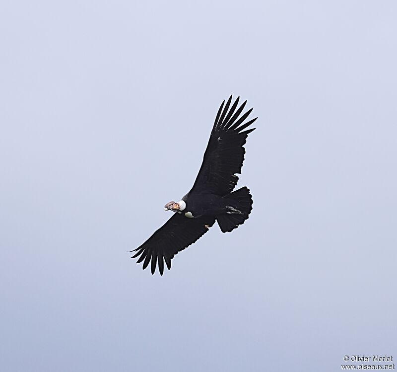 Andean Condor