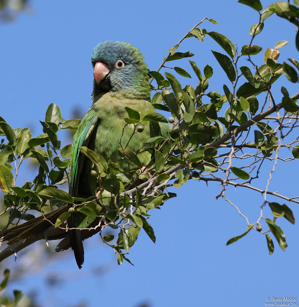 Conure à tête bleue