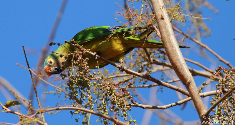 Conure couronnée