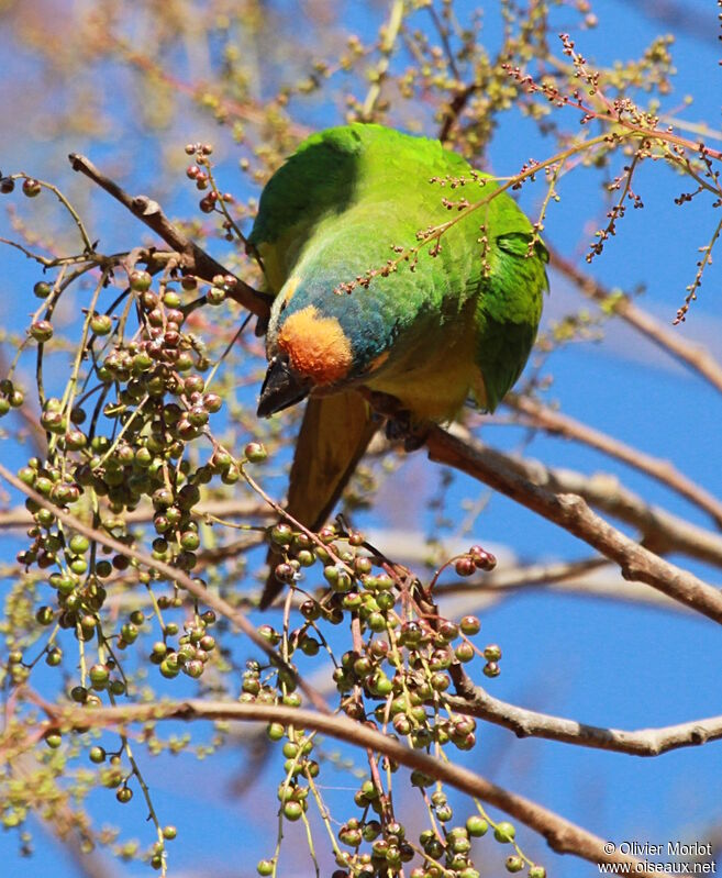 Conure couronnée