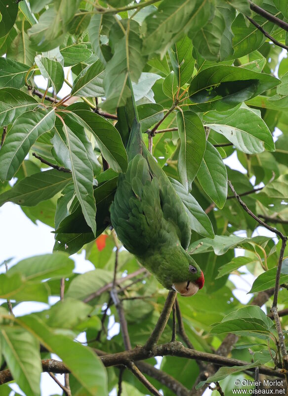 Scarlet-fronted Parakeet