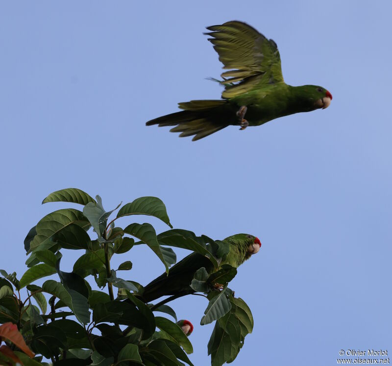 Conure de Wagler