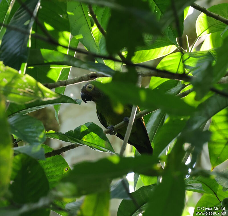 Conure de Weddell