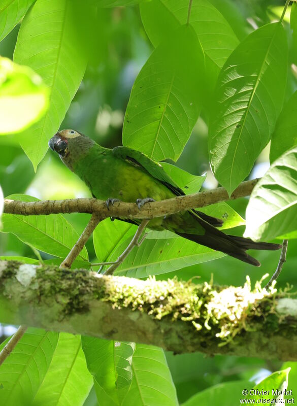 Conure de Weddell