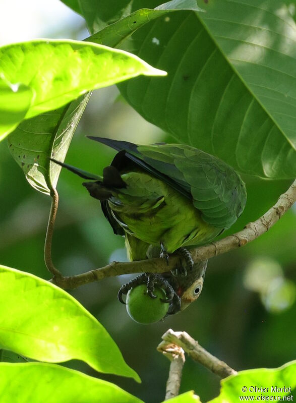 Conure de Weddell