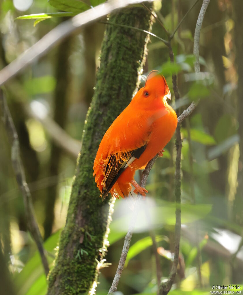 Coq-de-roche orange mâle
