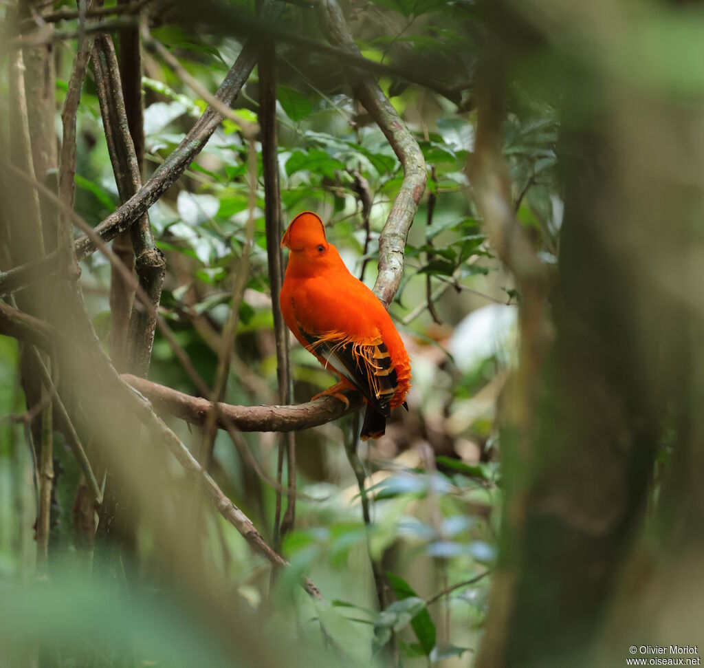 Coq-de-roche orange mâle