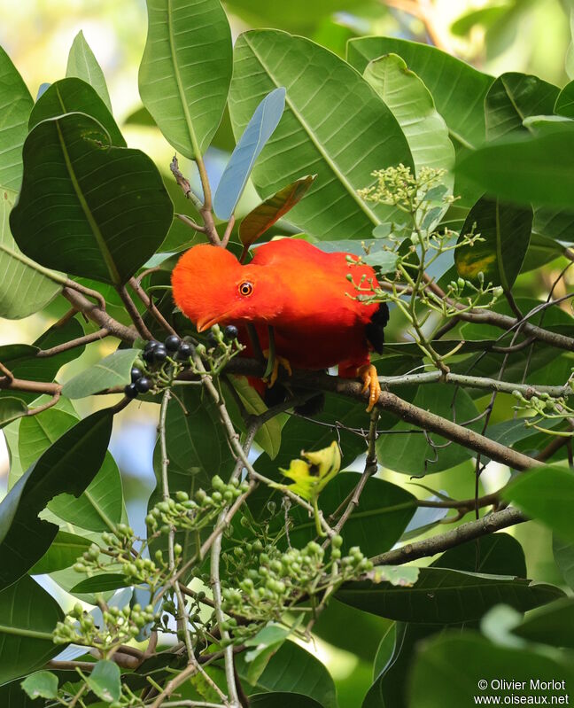 Andean Cock-of-the-rock male