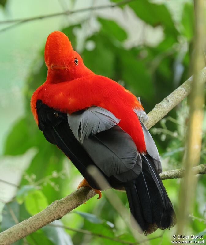 Andean Cock-of-the-rock male