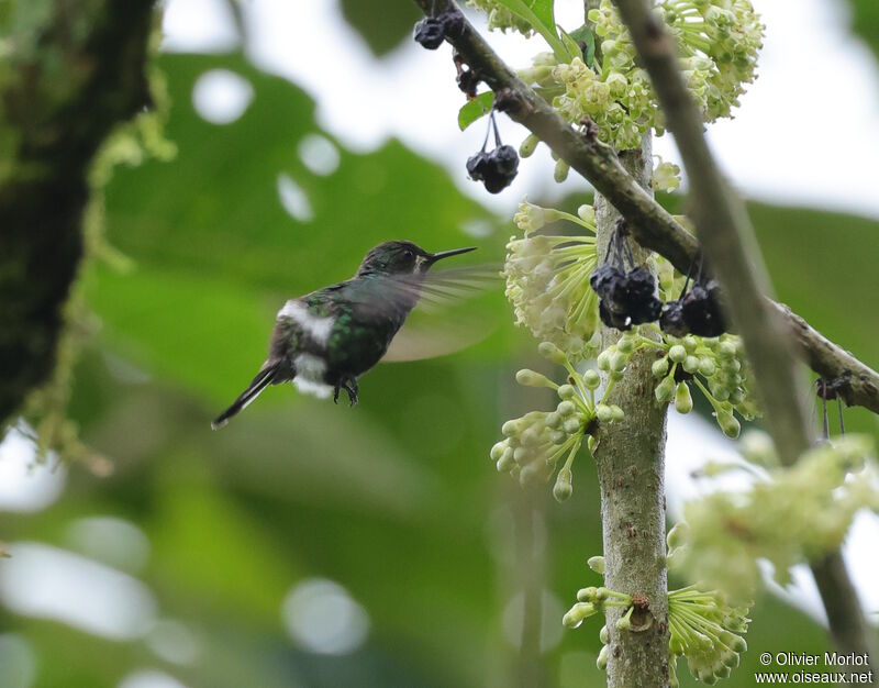 Green Thorntail