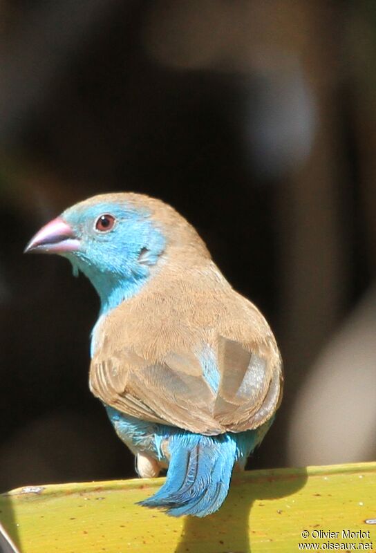 Blue Waxbill