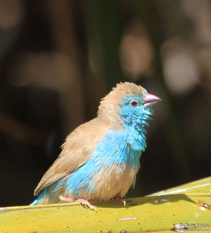 Blue Waxbill