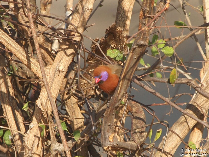 Violet-eared Waxbill