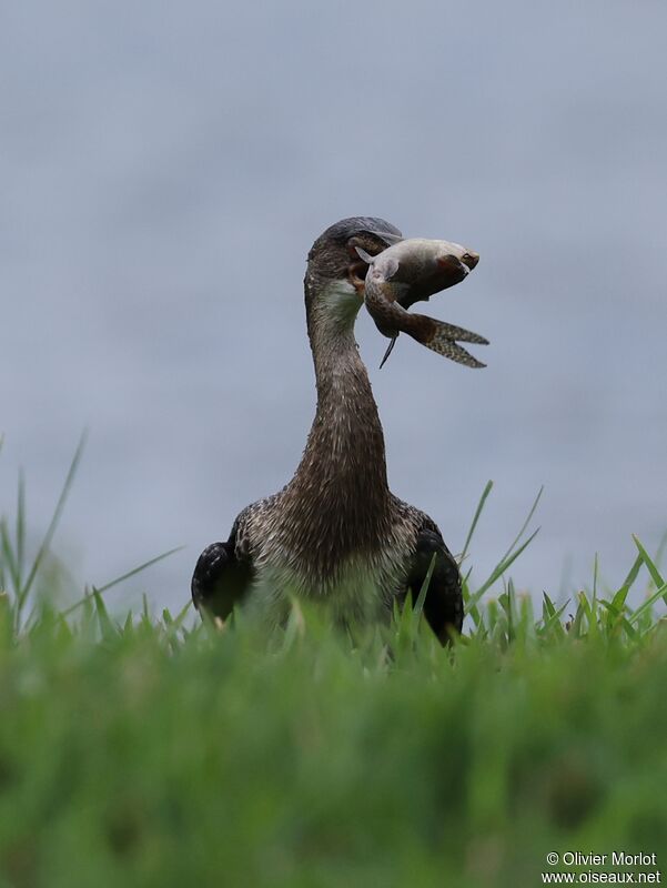 Cormoran africain