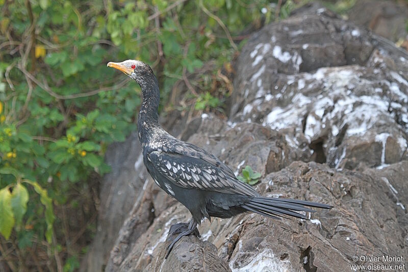 Reed Cormorant