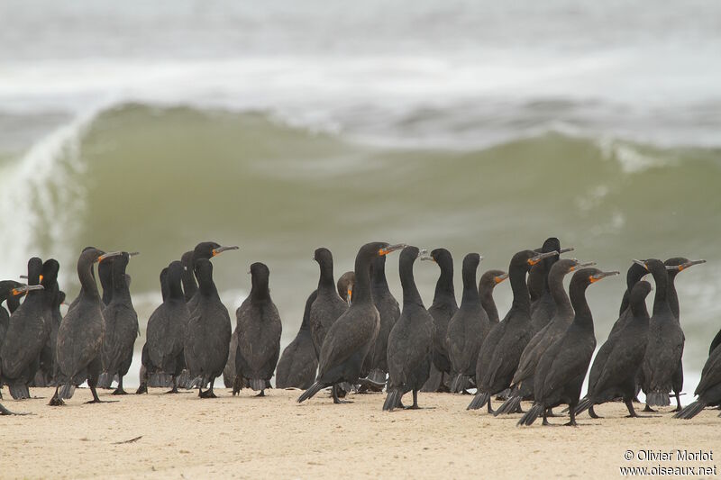 Cormoran du Cap