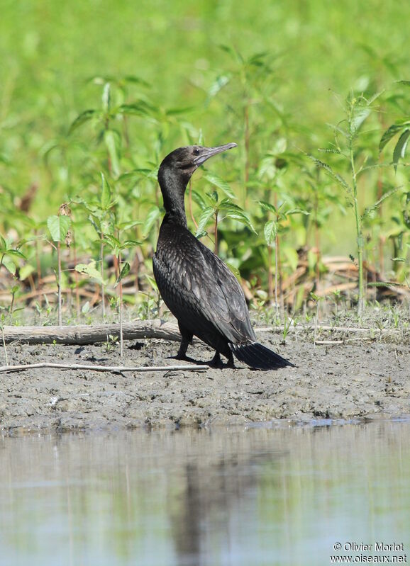 Little Black Cormorant