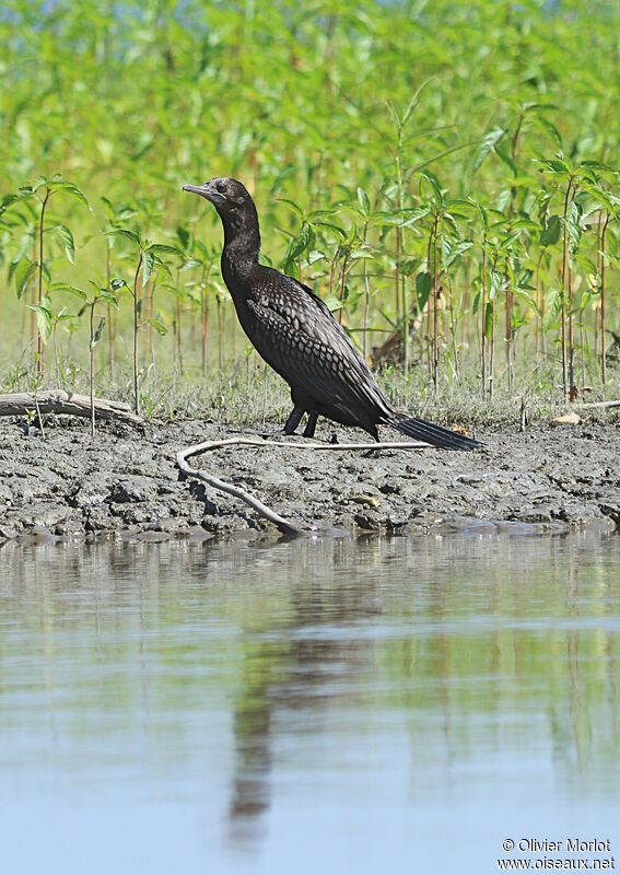 Little Black Cormorant