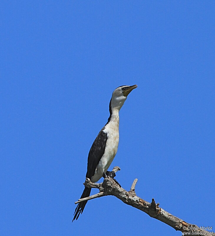 Cormoran pie