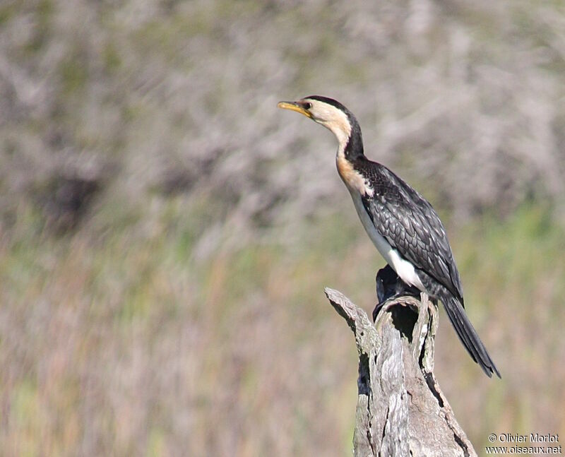 Little Pied Cormorant