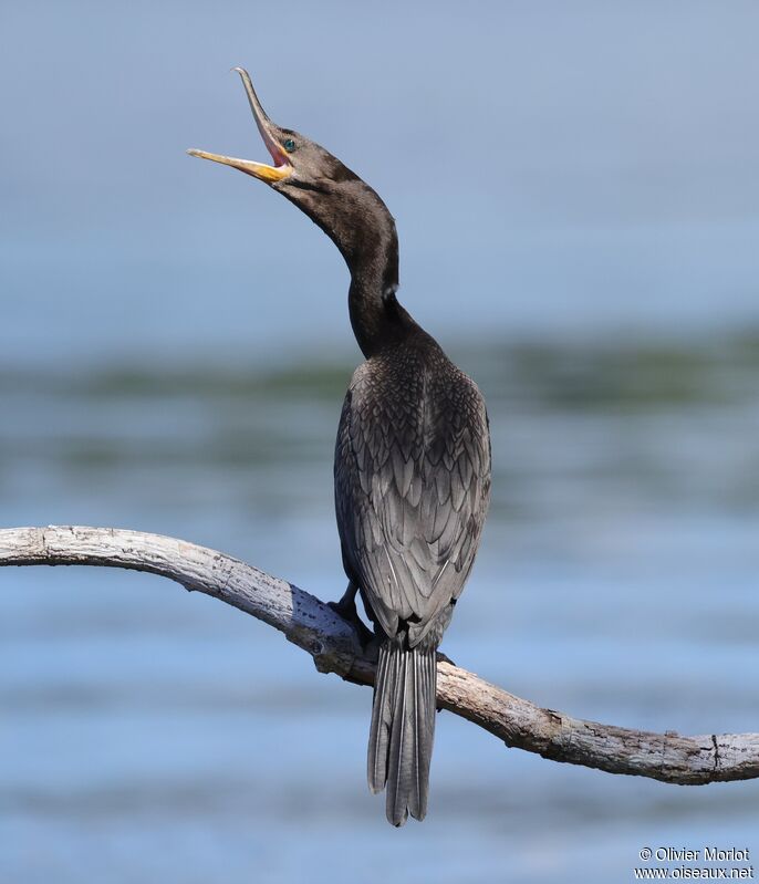 Cormoran vigua