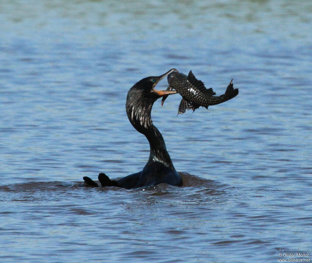 Cormoran vigua