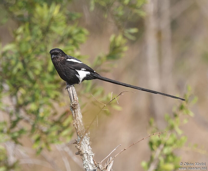 Magpie Shrike