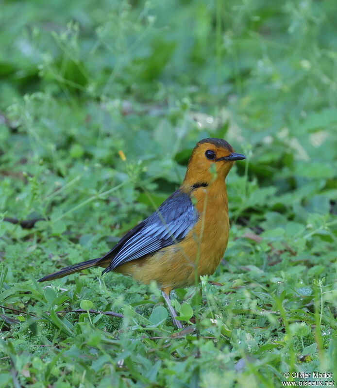 Red-capped Robin-Chat